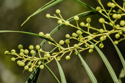 Close-up of wet plant