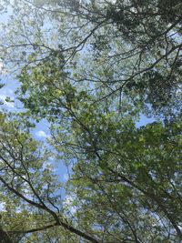 Low angle view of tree against sky