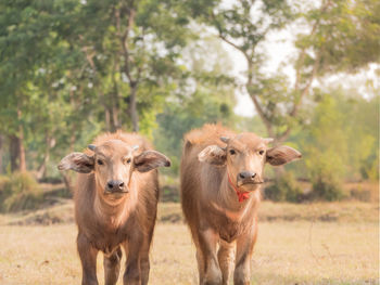 Portrait of sheep on field