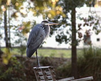 High angle view of gray heron perching on tree