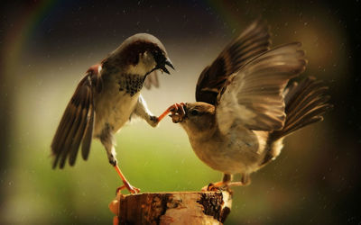 Close-up of birds on tree stump