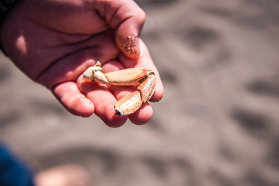 Close-up of cropped hand