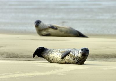 harbor seal