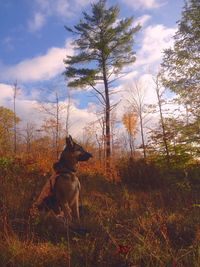 Trees on grassy field against cloudy sky