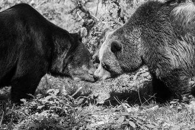 Two bears nose to nose