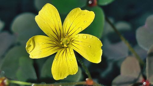 Close-up of yellow flower blooming outdoors