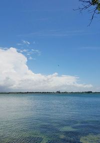 Birds flying over sea against blue sky