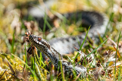 Close-up of a lizard on a field