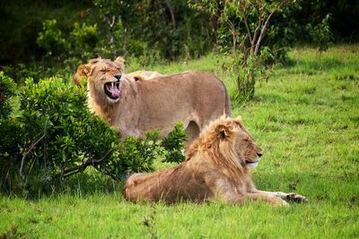 Side view of relaxed lion