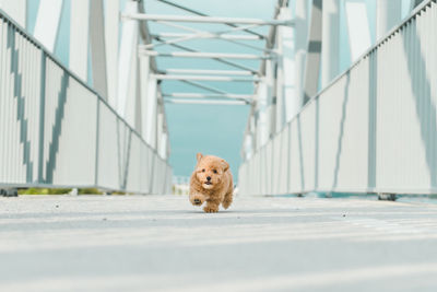 Brown puppy poodle dog running