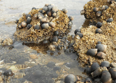 High angle view of stones on beach