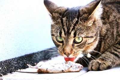Cat licking dead rat