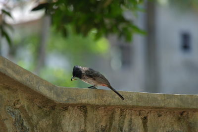 Close-up of bird flying against wall