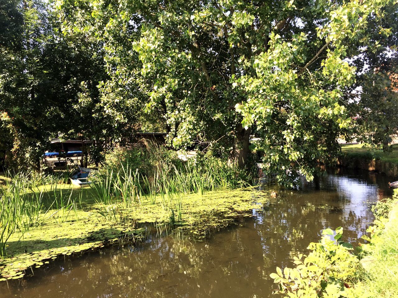 TREES REFLECTING IN WATER