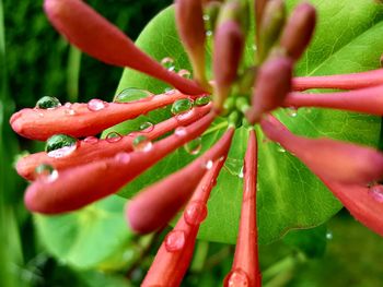 Close-up of water drops on flower