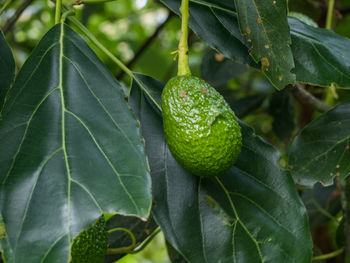 Close-up of fruits on tree
