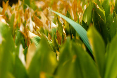 Close-up of wheat growing on field