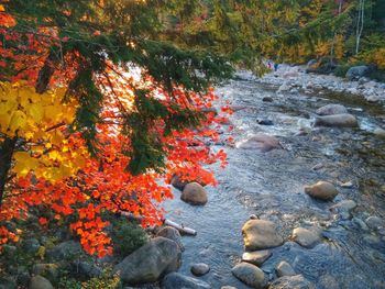 Scenic view of trees during autumn