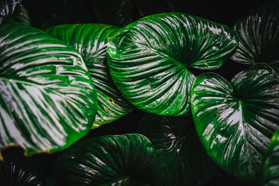 Close-up of green leaves