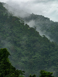 Photos of fog and mountains at khao yai national park , thailand.