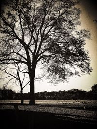 Silhouette tree on field by lake against sky