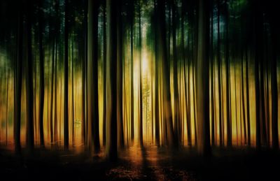 Bamboo trees in forest at night