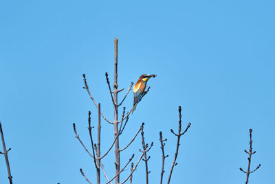 Low angle view of bird perching on bare tree against sky