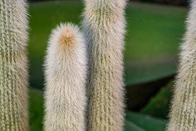 Close-up of succulent plant