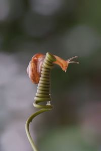 Close-up of grasshopper