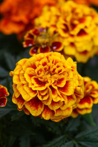 Close-up of yellow flowers