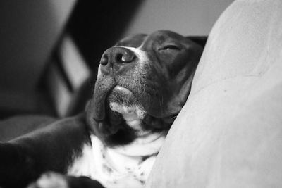 Close-up of a dog resting on couch 