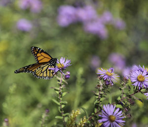 Close-up of butterfly pollinating on purple flower