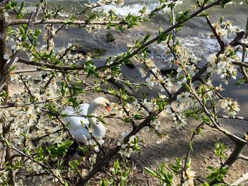 Bird perching on cherry blossom tree