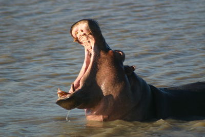 Hippopotamus in lake with mouth open