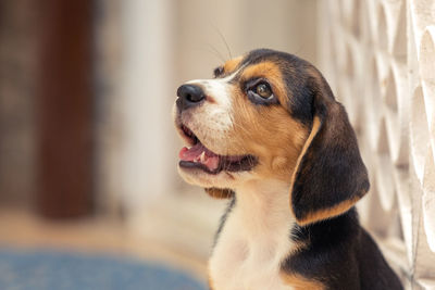 pet