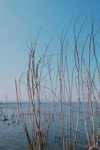 Scenic view of sea against clear blue sky