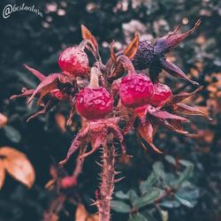 Close-up of wilted flower