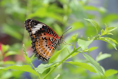 Close-up of butterfly on leaf