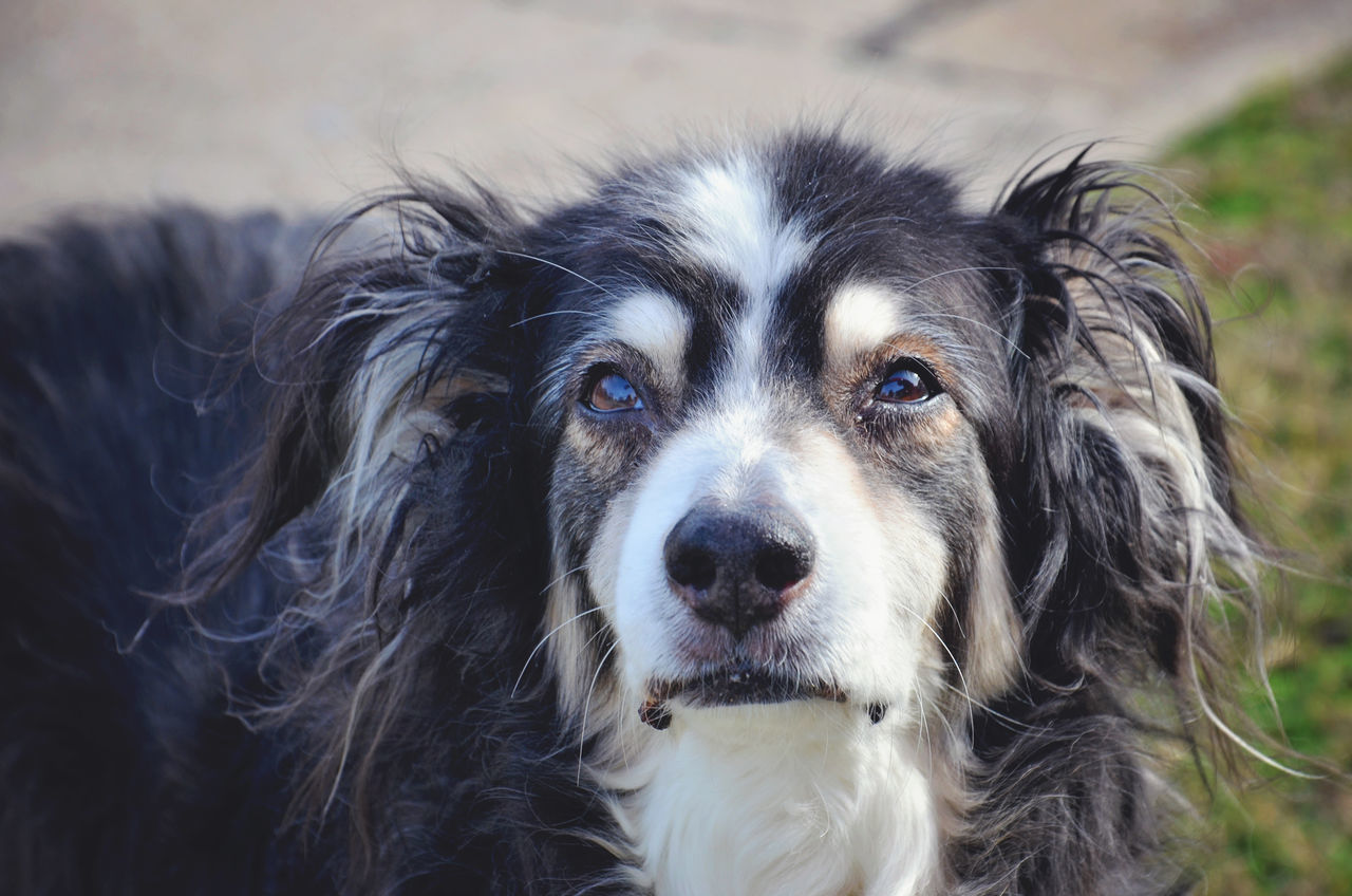 CLOSE-UP PORTRAIT OF DOG WITH EYES