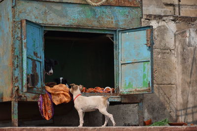 Cows standing in old building