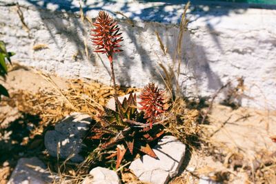 Close-up of plant