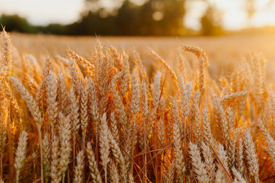 Close-up of stalks in field