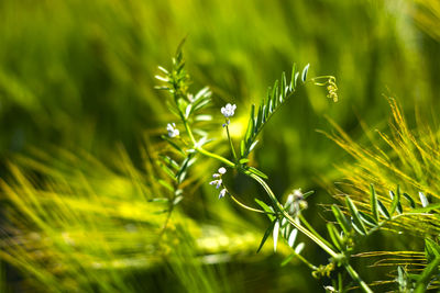 Close-up of crops growing on field