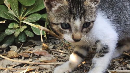 Close-up portrait of cat