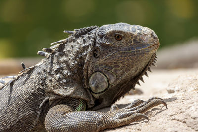 Close-up of a lizard