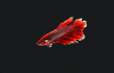 Close-up of fish swimming in sea