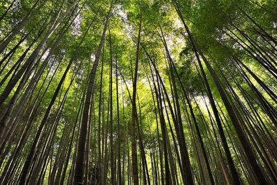 Low angle view of bamboo trees in forest