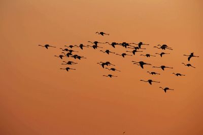 A flock of flamingos following it's leader