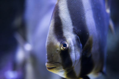 Close-up of fish swimming in sea