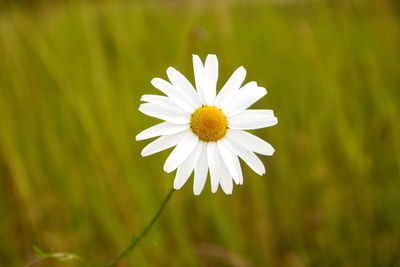 Close-up of white daisy blooming outdoors